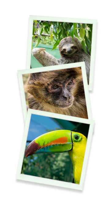 Toucan Rescue Ranch